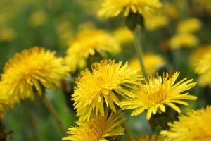 Le pissenlit un anti cancer naturel puissant