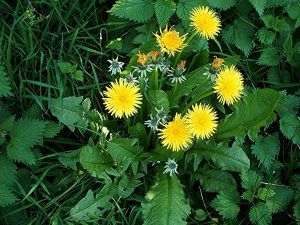 La racine de pissenlit un anti cancer naturel puissant