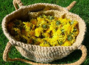 Le pissenlit la plante anti-cancer