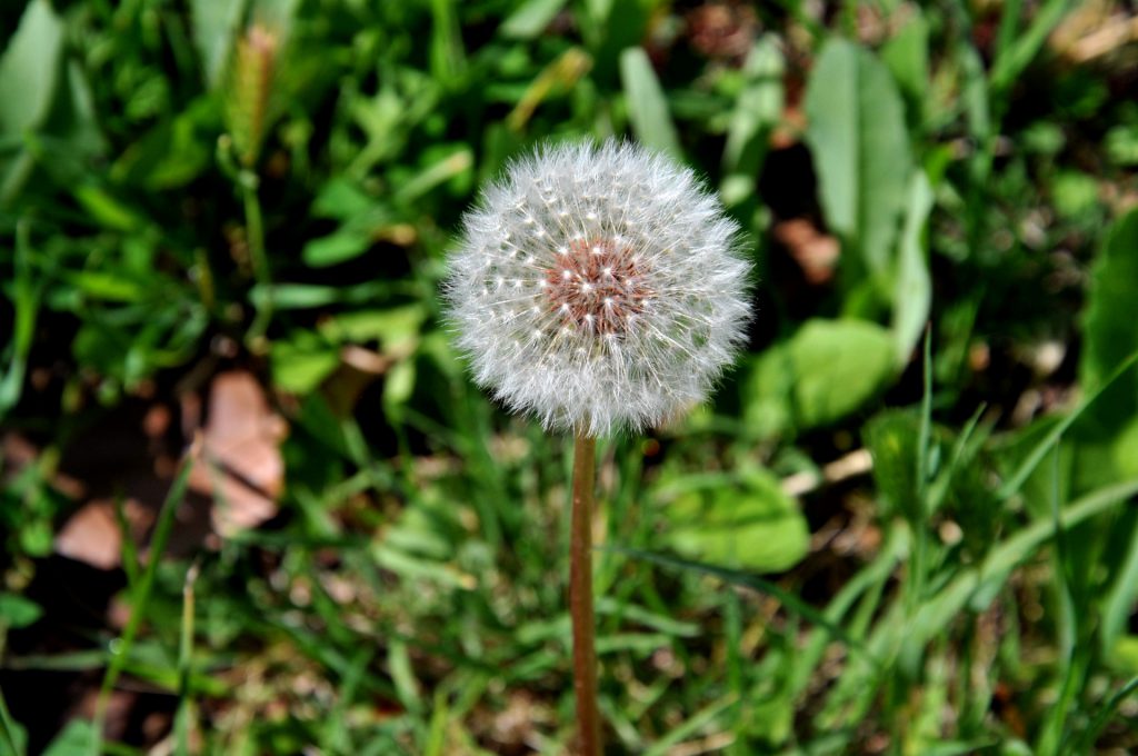 Le pissenlit une plante aux effets anti cancer